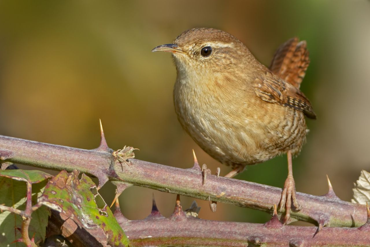 Scricciolo  (Troglodytes troglodytes)